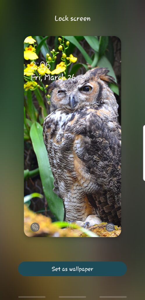 Screenshot - Owl